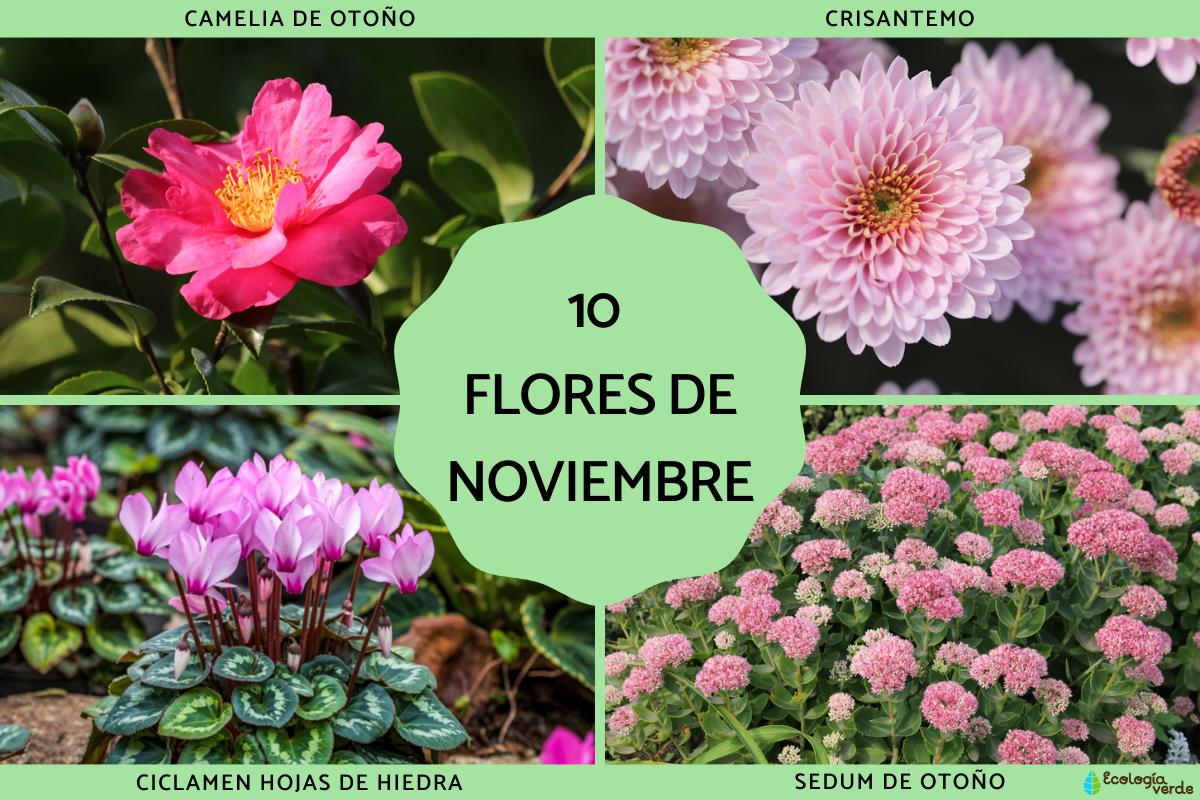 Flores de noviembre