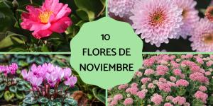 Flores de noviembre