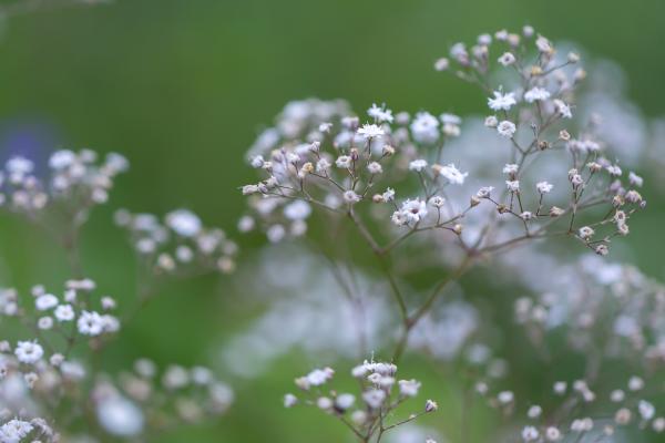 Flores de noviembre - Nube (Gypsophila paniculata)