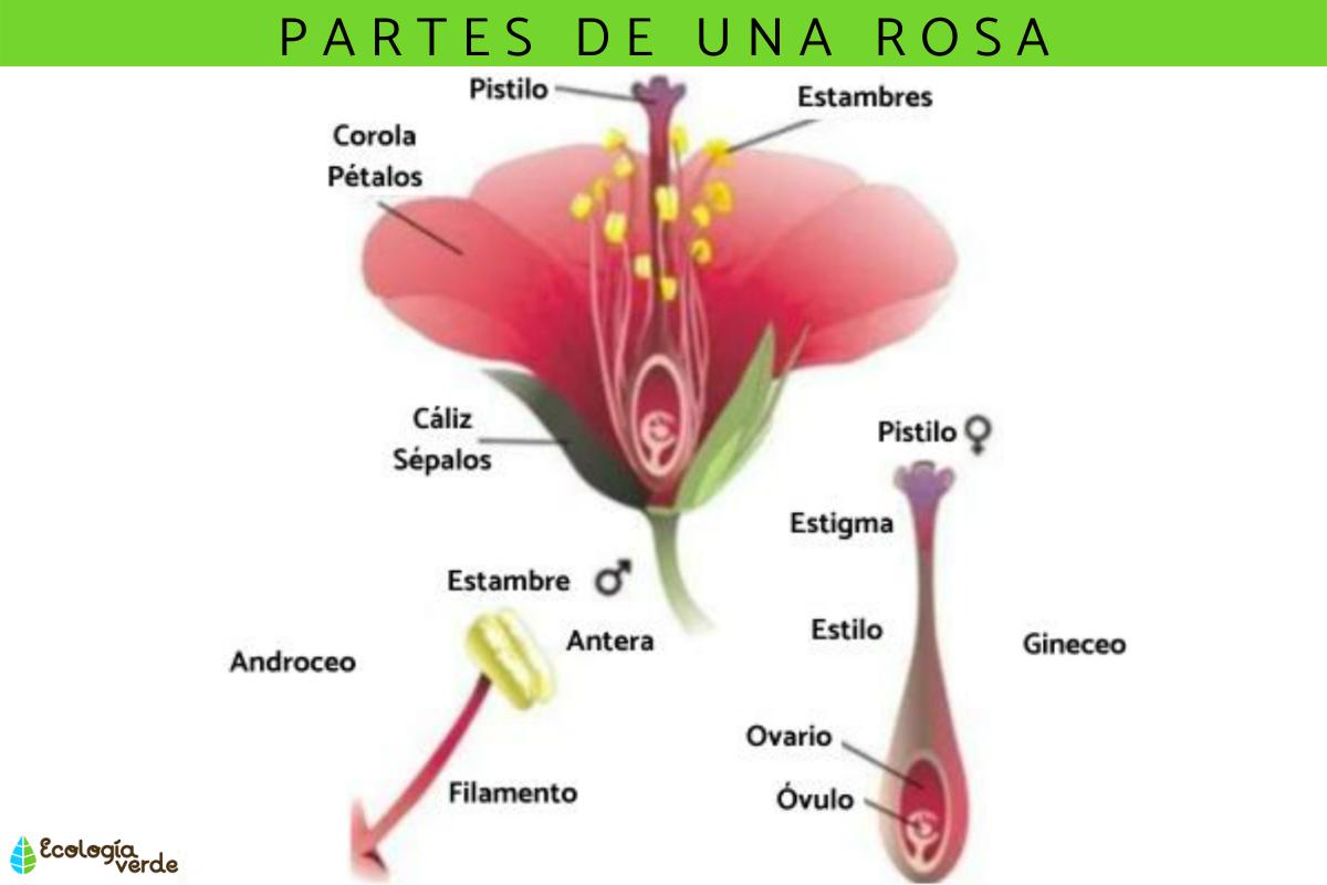 Partes de una rosa: nombres y funciones