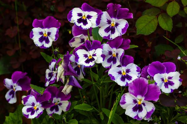 Flores de noviembre - Pensamiento (Viola x wittrockiana)