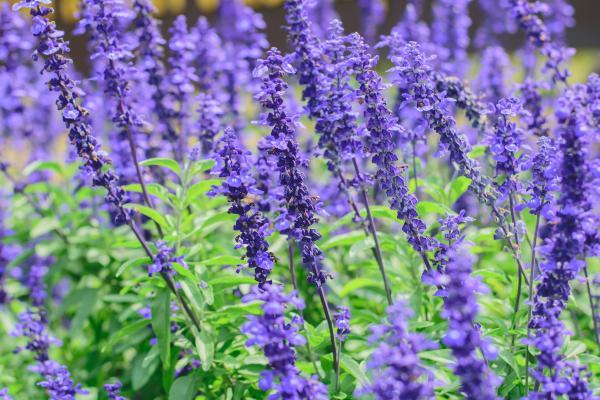 Flores de noviembre - Salvia farinacea Victoria