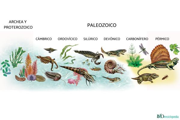Paleozoico: qué es, etapas y animales - Animales del Paleozoico