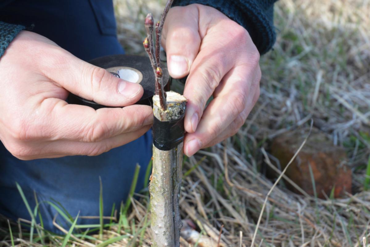 Cómo hacer injertos de árboles frutales