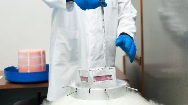 Científicos logran revivir la actividad en el cerebro de un ratón congelado a −196 °C por primera vez - La clave está en evitar los cristales de hielo