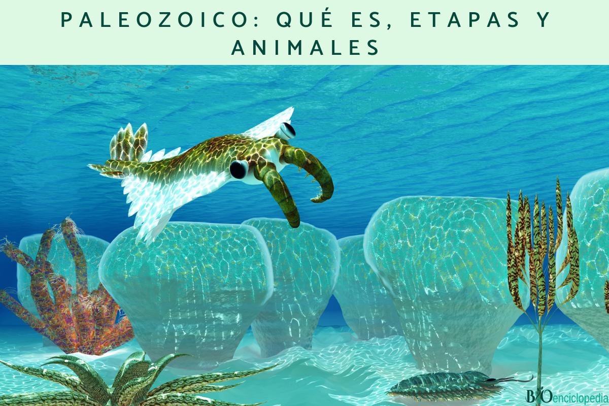 Paleozoico: qué es, etapas y animales