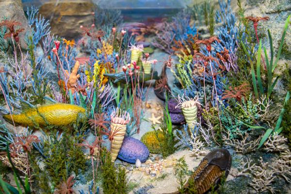 Paleozoico: qué es, etapas y animales - Qué es el Paleozoico y sus características 