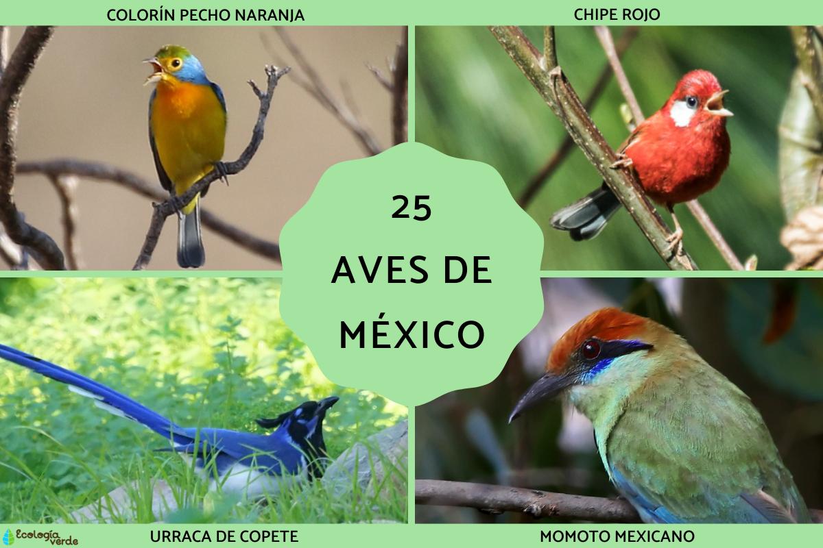 Aves de México