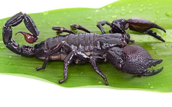 Escorpión - Características, alimentación y peligros - Descripción del escorpión
