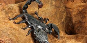 Escorpión - Características, alimentación y peligros