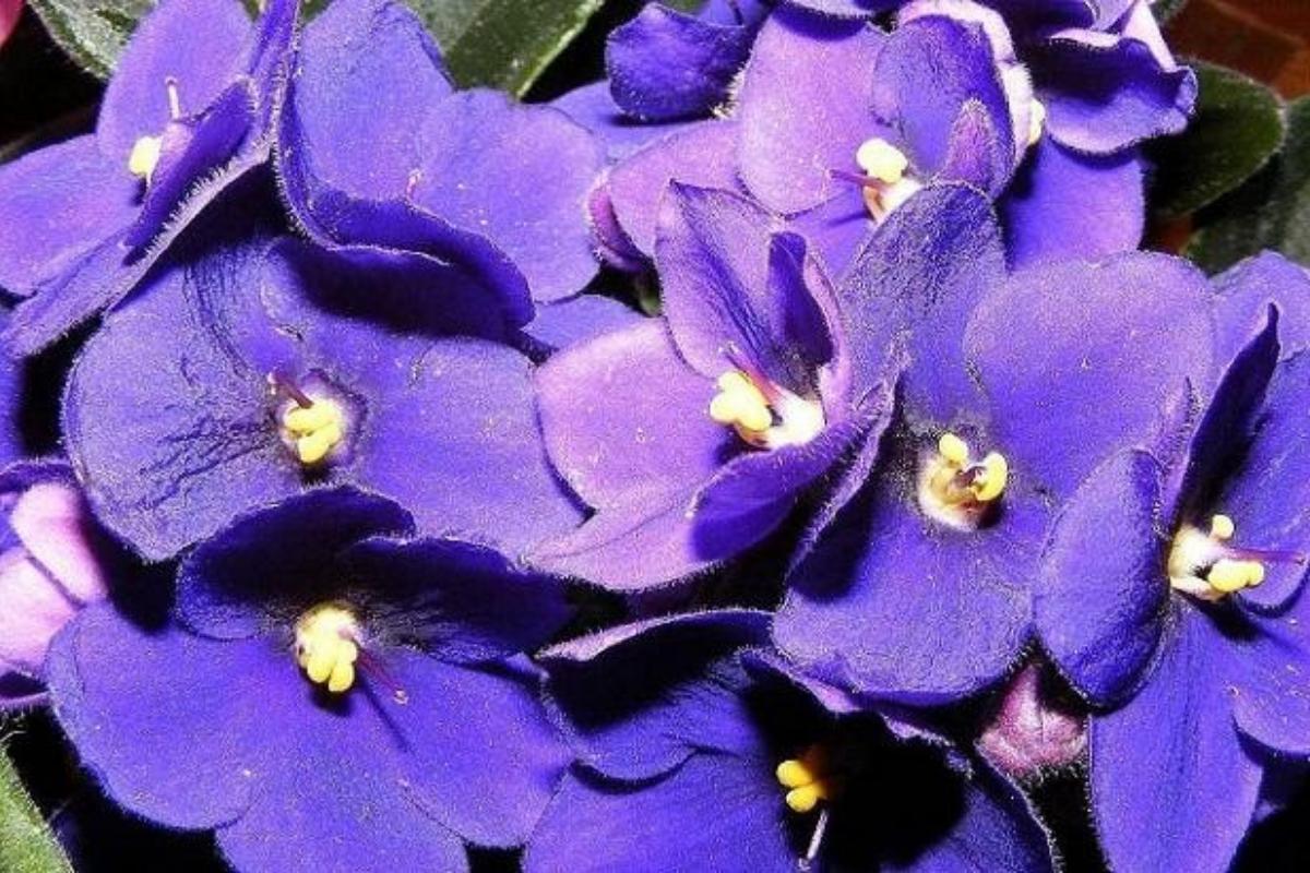 Violeta africana: cuidados
