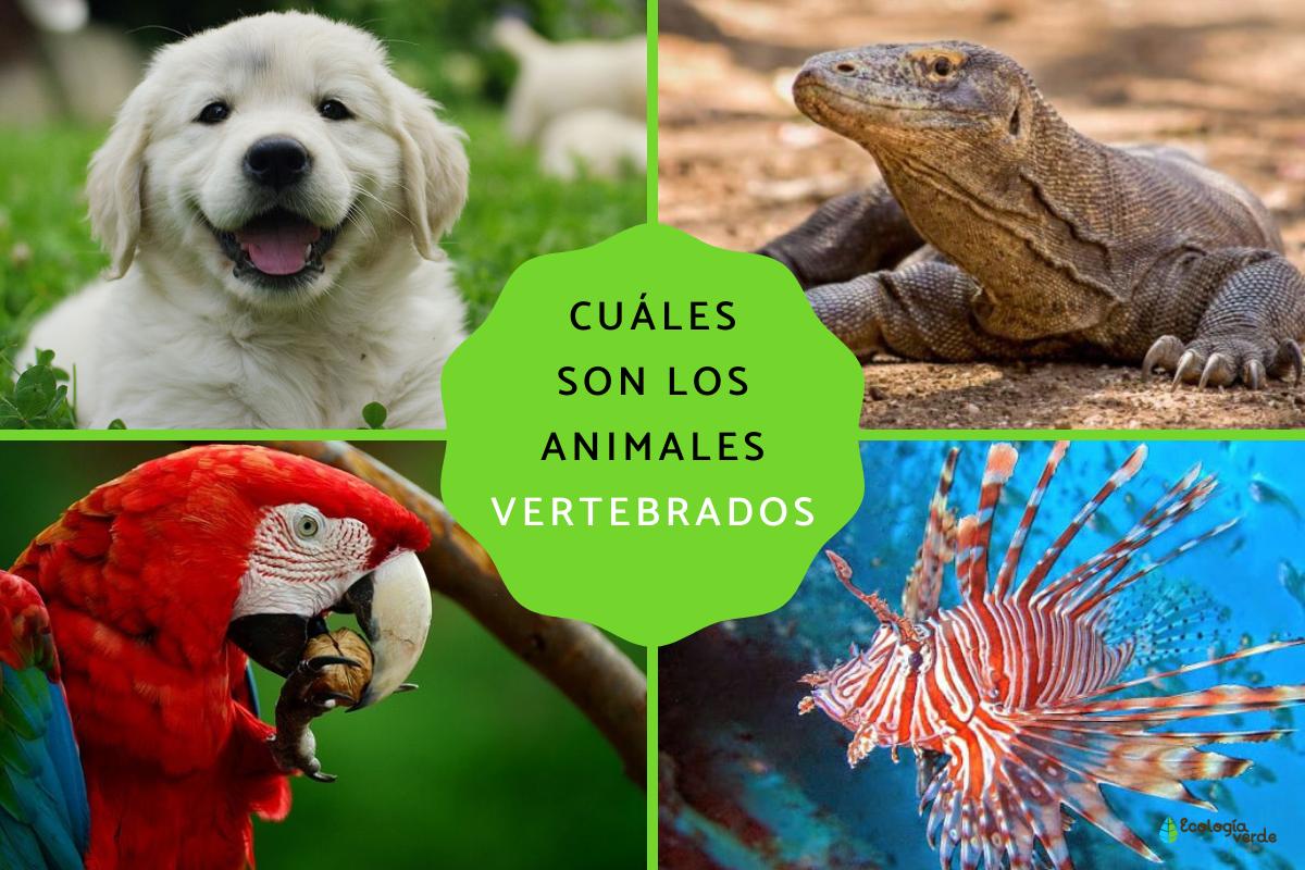 Animales vertebrados: clasificación, características y ejemplos