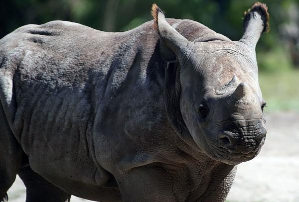 Rinoceronte negro - Características del rinoceronte negro