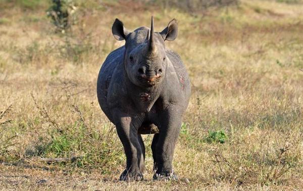 Rinoceronte negro - Comportamiento del rinoceronte negro
