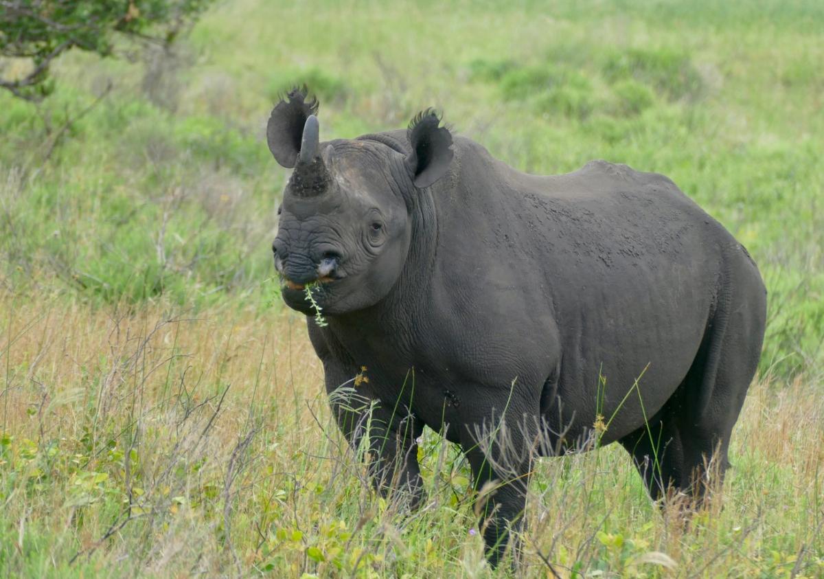 Rinoceronte negro