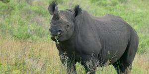 Rinoceronte negro