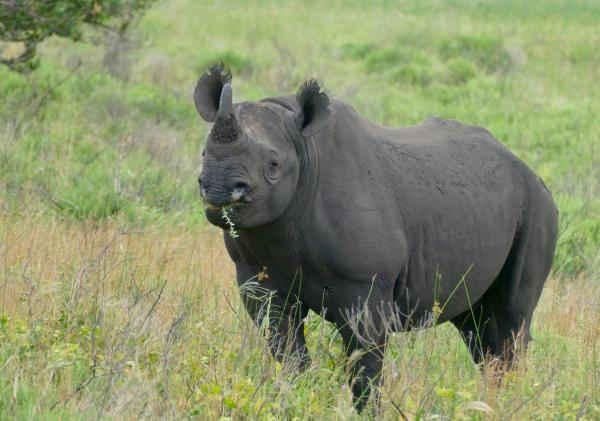 Rinoceronte negro