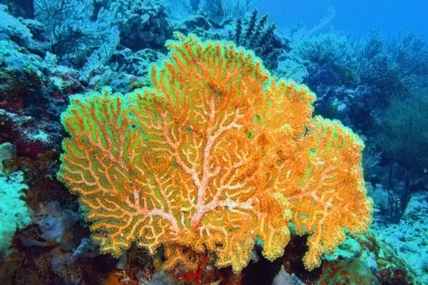 Gorgonia - Alimentación de la gorgonia 