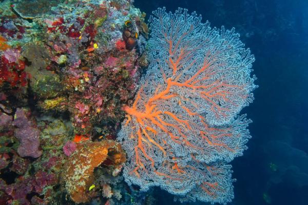 Gorgonia - Amenazas y conservación de la gorgonia