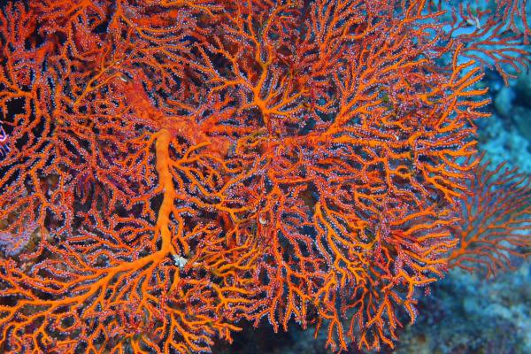 Gorgonia - Características de la gorgonia