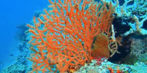 Gorgonia