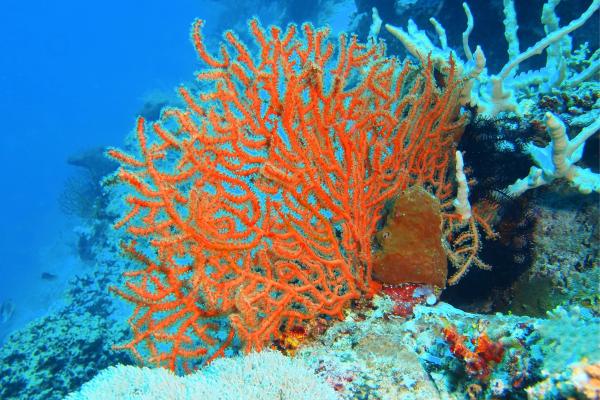 Gorgonia