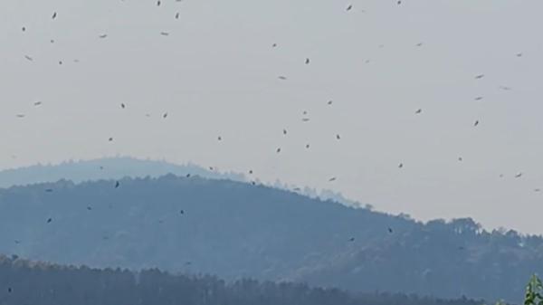 Los buitres sobrevuelan el cielo de Los Tiemblos tras el incendio: qué revela esta escena sobre la fauna del Valle de Iruelas
