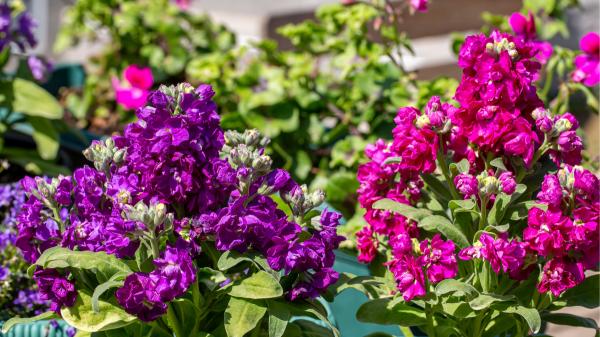 Plántalas en septiembre y tendrás un jardín lleno de flores durante todo el invierno - Alhelí, flores y aroma durante el invierno