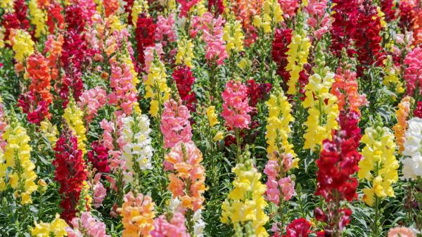 Plántalas en septiembre y tendrás un jardín lleno de flores durante todo el invierno - Boca de dragón, una floración rápida y vistosa