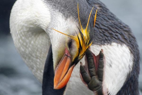Pingüino real - Características del pingüino real