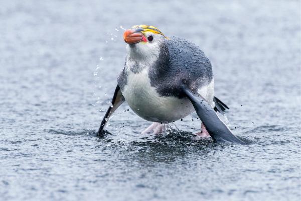 Pingüino real - Comportamiento del pingüino real