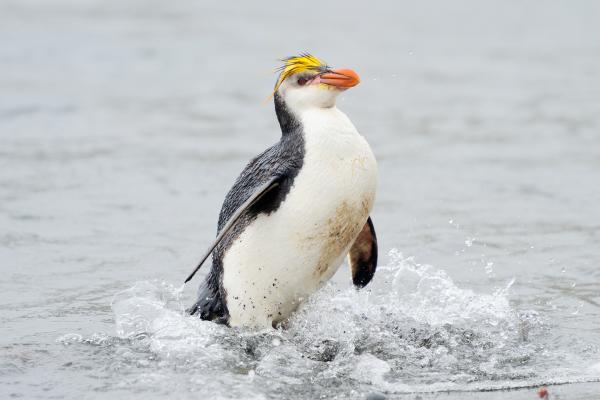 Pingüino real - Dónde vive el pingüino real
