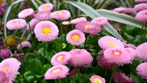 Plántalas en septiembre y tendrás un jardín lleno de flores durante todo el invierno - Margarita de invierno, resistente y fácil de cuidar
