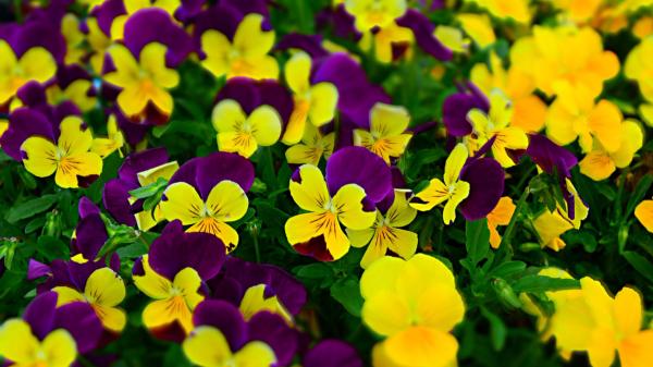 Plántalas en septiembre y tendrás un jardín lleno de flores durante todo el invierno - Pensamientos para llenar de color el jardín