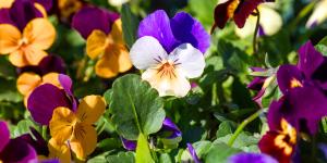 Plántalas en septiembre y tendrás un jardín lleno de flores durante todo el invierno