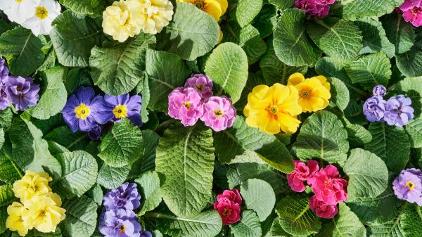 Plántalas en septiembre y tendrás un jardín lleno de flores durante todo el invierno - Prímulas para las últimas semanas del invierno