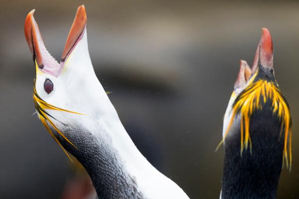 Pingüino real - Reproducción del pingüino real