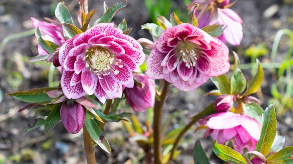 Plántalas en septiembre y tendrás un jardín lleno de flores durante todo el invierno - Rosa de Navidad, una flor que desafía al frío