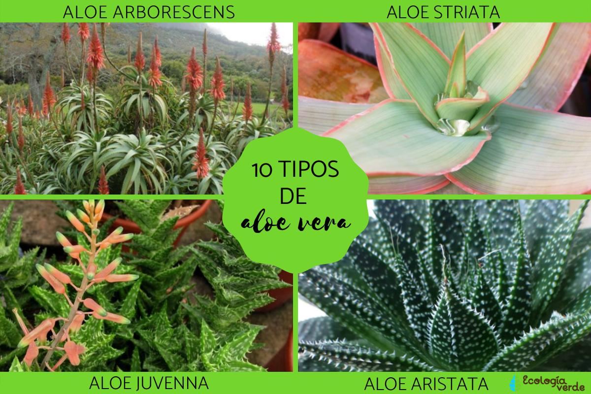 Tipos de aloe vera