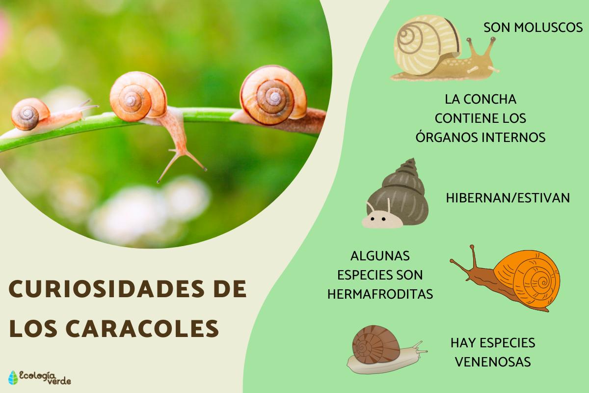 Curiosidades de los caracoles
