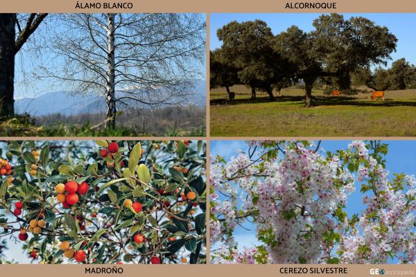 Valle del Jerte - Flora y fauna del Valle del Jerte