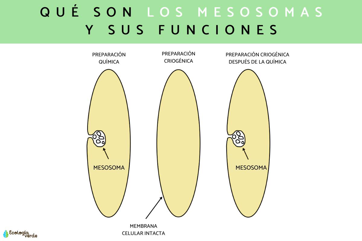 Mesosomas: definición, función y composición