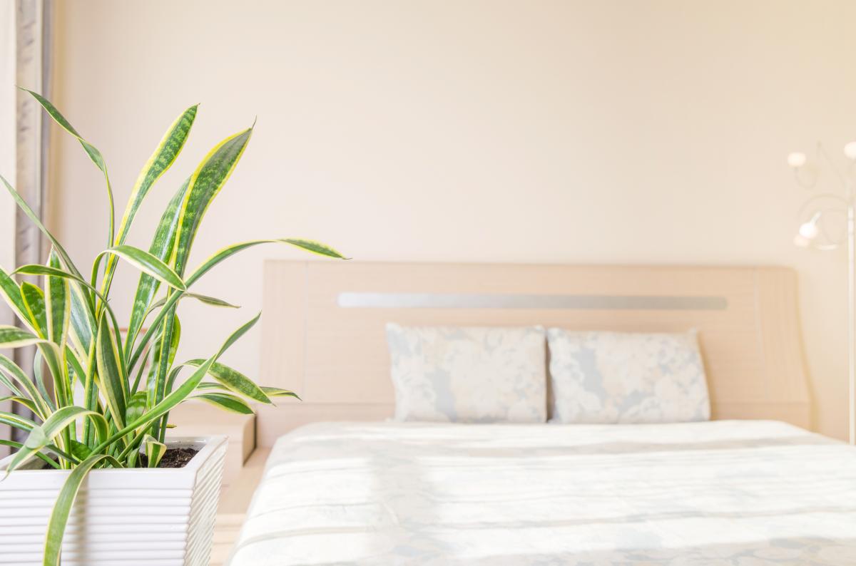 Plantas para el dormitorio según el Feng Shui