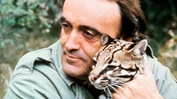 Félix Rodríguez de la Fuente, naturalista fallecido en 1980, lo anticipó hace décadas y ahora la ciencia le da la razón: “Mis filmaciones pueden servir para estudiar especies extinguidas completamente” - Sus grabaciones permiten comparar el comportamiento animal de antes y ahora
