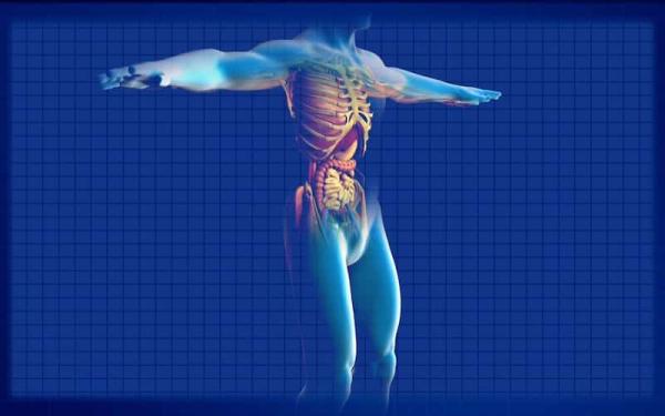 Alimentos de origen vegetal: ejemplos - 