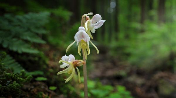 Orquídea fantasma o Epipogium aphyllum, conoce cómo es esta flor euroasiática - Características y peculiaridades de la orquídea fantasma