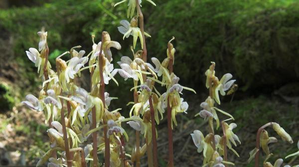 Orquídea fantasma o Epipogium aphyllum, conoce cómo es esta flor euroasiática - Hábitat y distribución de la orquídea fantasma