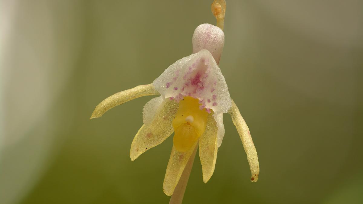 Orquídea fantasma o Epipogium aphyllum, conoce cómo es esta flor euroasiática