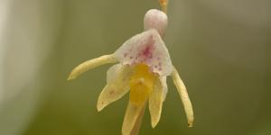 Orquídea fantasma o Epipogium aphyllum, conoce cómo es esta flor euroasiática