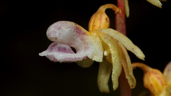 Orquídea fantasma o Epipogium aphyllum, conoce cómo es esta flor euroasiática - ¿Qué es la orquídea fantasma (Epipogium aphyllum)?